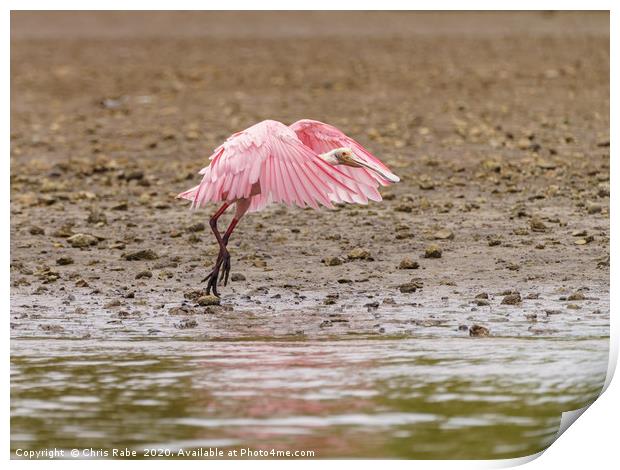 Roseate Spoonbill in Costa Rica Print by Chris Rabe