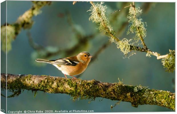 Chaffinch perched on a branch in early morning lig Canvas Print by Chris Rabe