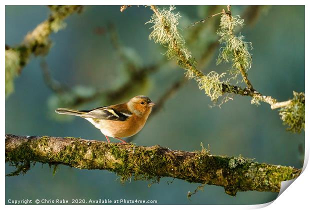 Chaffinch perched on a branch in early morning lig Print by Chris Rabe