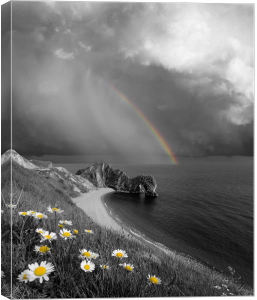 Daisies and Rainbows Canvas Print by David Neighbour