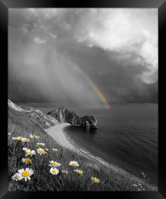 Daisies and Rainbows Framed Print by David Neighbour