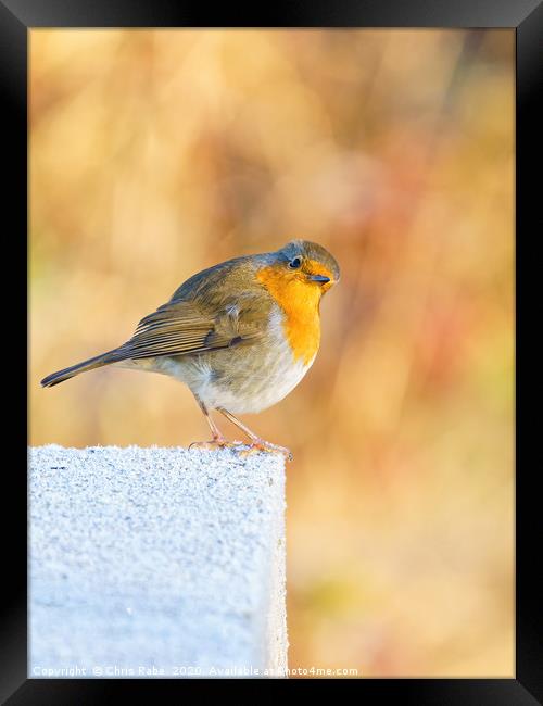 European Robin perched on a frosty concrete block Framed Print by Chris Rabe