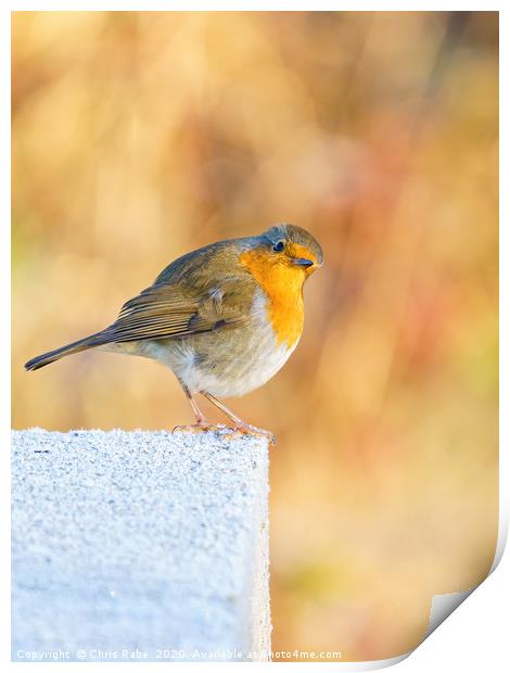 European Robin perched on a frosty concrete block Print by Chris Rabe