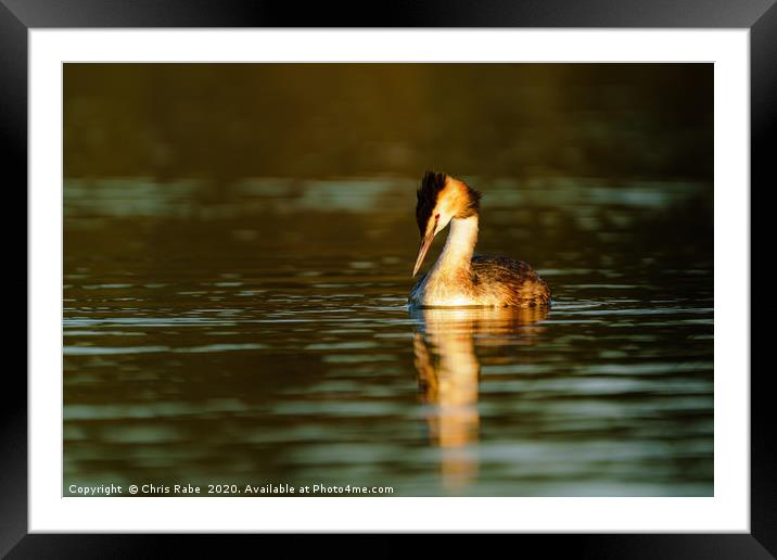 Great Crested Grebe looking down into water Framed Mounted Print by Chris Rabe