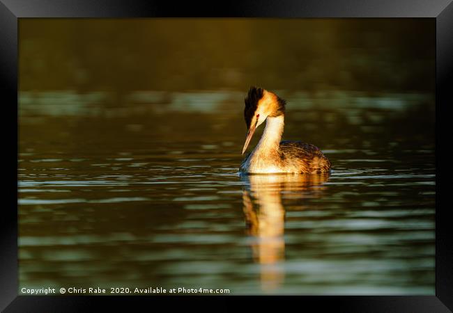 Great Crested Grebe looking down into water Framed Print by Chris Rabe