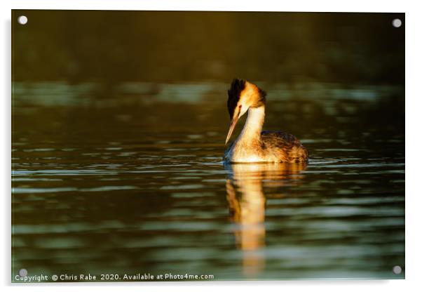 Great Crested Grebe looking down into water Acrylic by Chris Rabe