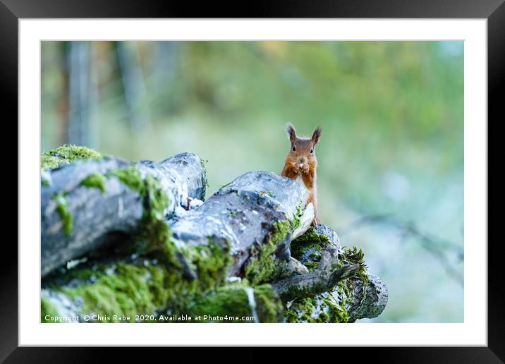 red squirrel nibbling on a nut Framed Mounted Print by Chris Rabe