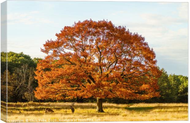 Red deer stag under a beautiful red oak tree Canvas Print by Chris Rabe