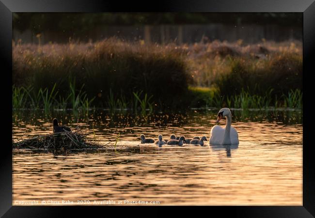 Mute swan adult with cygnets Framed Print by Chris Rabe