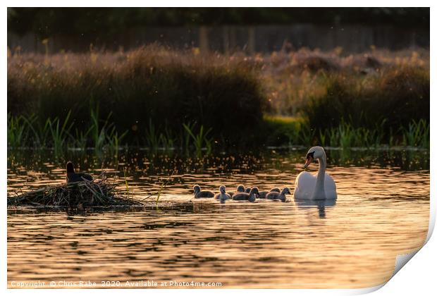 Mute swan adult with cygnets Print by Chris Rabe