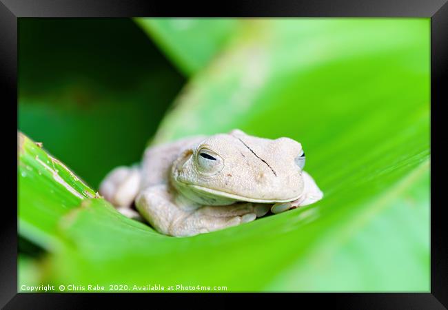 Gladiator Tree Frog close-up Framed Print by Chris Rabe