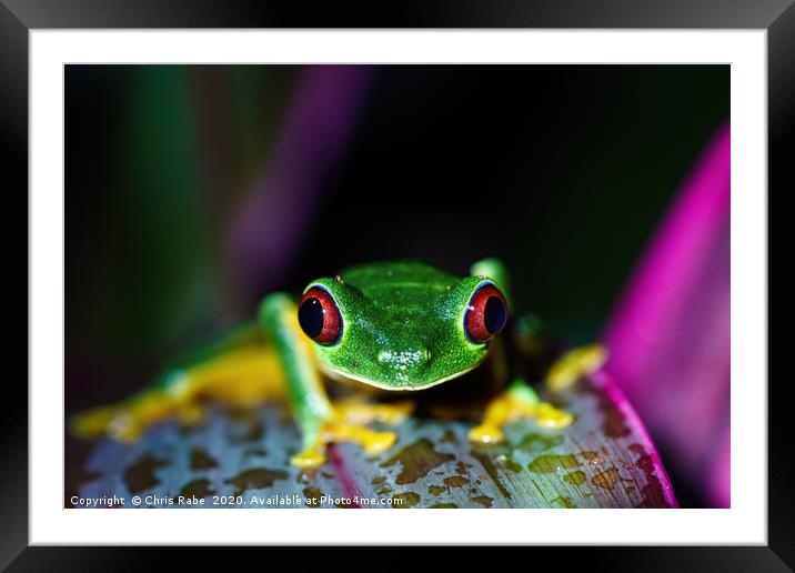 Red-Eyed Tree Frog Framed Mounted Print by Chris Rabe