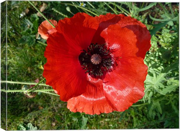 Poppy Canvas Print by William Coulthard