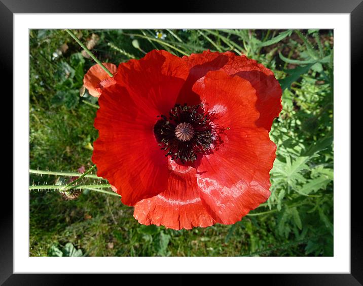 Poppy Framed Mounted Print by William Coulthard