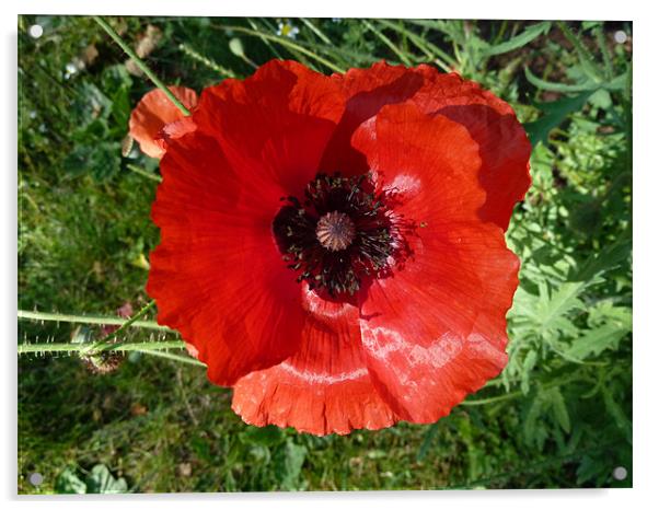 Poppy Acrylic by William Coulthard