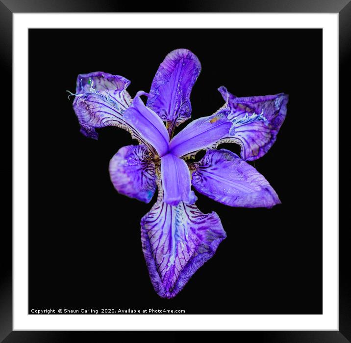 The Blue Iris Framed Mounted Print by Shaun Carling