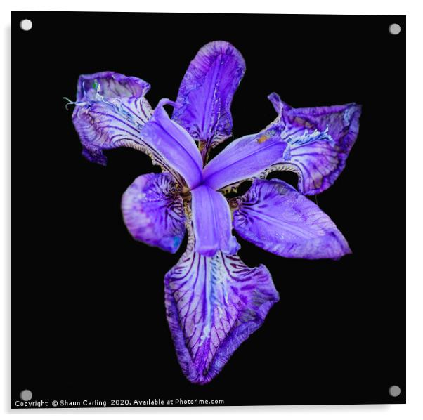The Blue Iris Acrylic by Shaun Carling