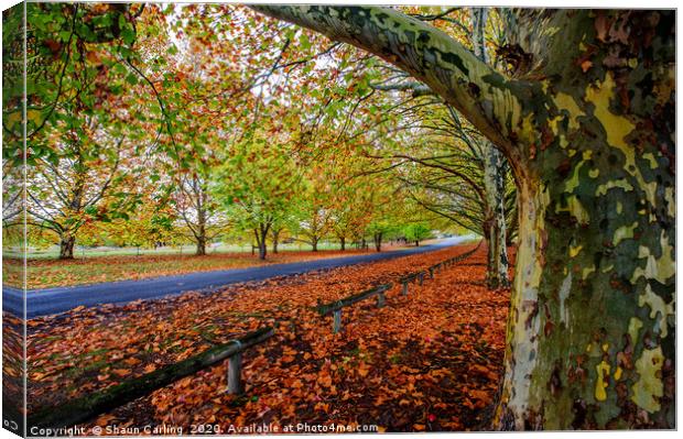 Autumn Colours In Tenterfield Canvas Print by Shaun Carling