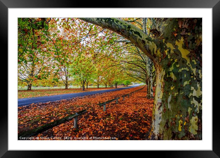 Autumn Colours In Tenterfield Framed Mounted Print by Shaun Carling
