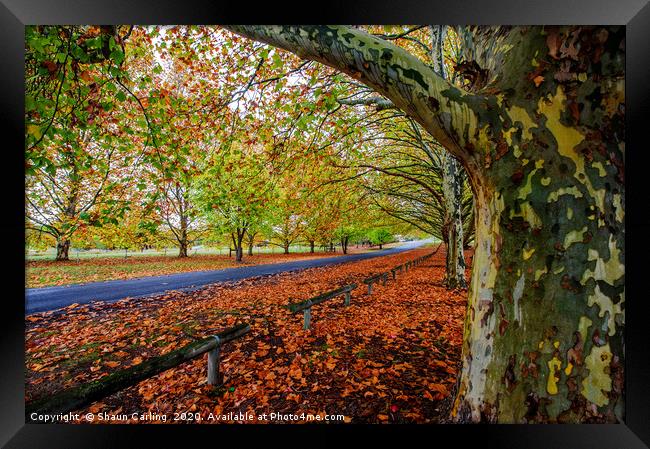 Autumn Colours In Tenterfield Framed Print by Shaun Carling