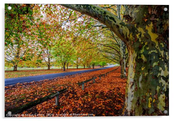 Autumn Colours In Tenterfield Acrylic by Shaun Carling