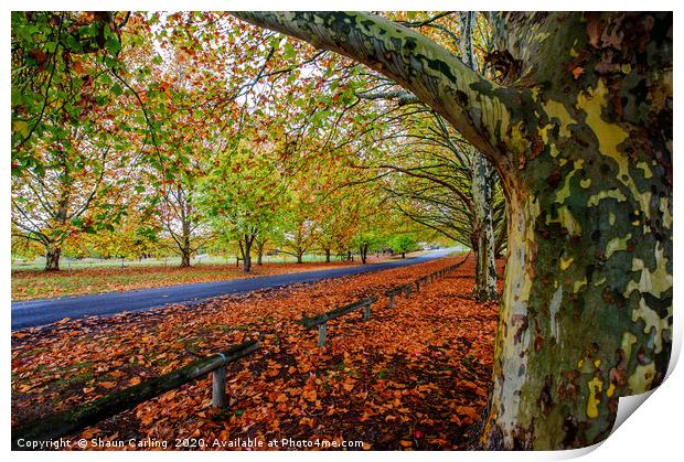 Autumn Colours In Tenterfield Print by Shaun Carling