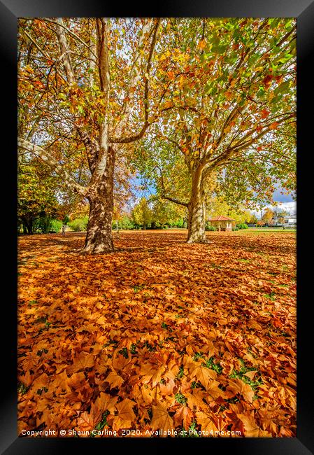 Glen Innes In Autumn Framed Print by Shaun Carling
