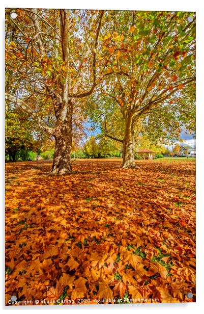 Glen Innes In Autumn Acrylic by Shaun Carling