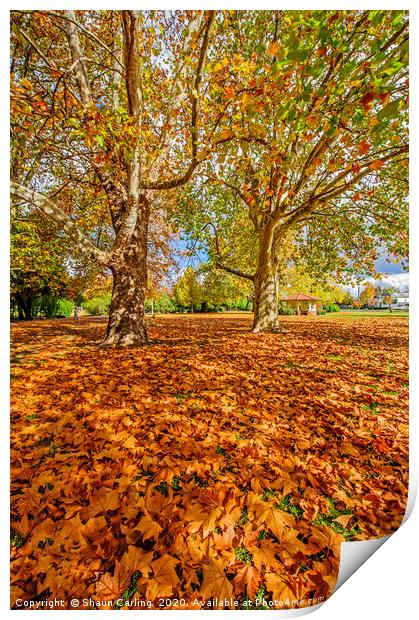 Glen Innes In Autumn Print by Shaun Carling