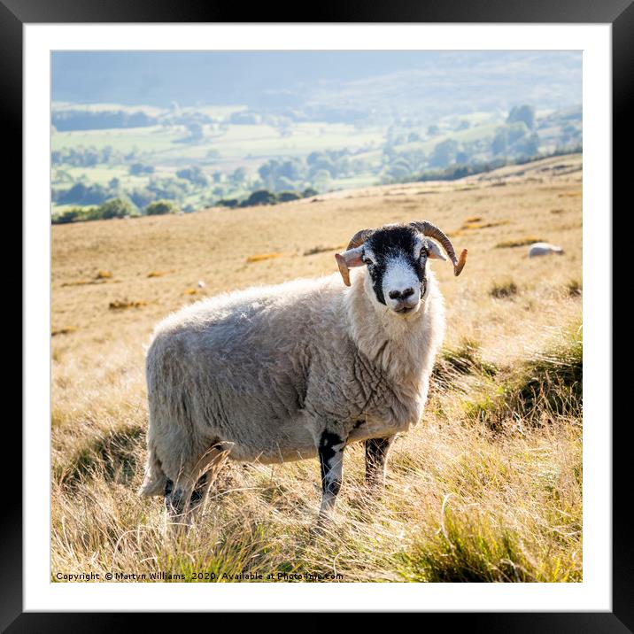 Black Faced Sheep, Derbyshire Framed Mounted Print by Martyn Williams