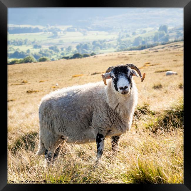 Black Faced Sheep, Derbyshire Framed Print by Martyn Williams
