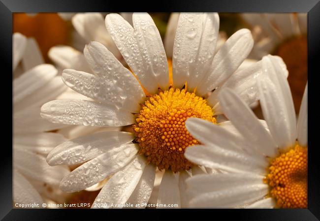 Oxeye wild daisys close up with morning dew drops Framed Print by Simon Bratt LRPS