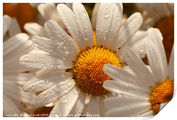 Oxeye wild daisys close up with morning dew drops Print by Simon Bratt LRPS