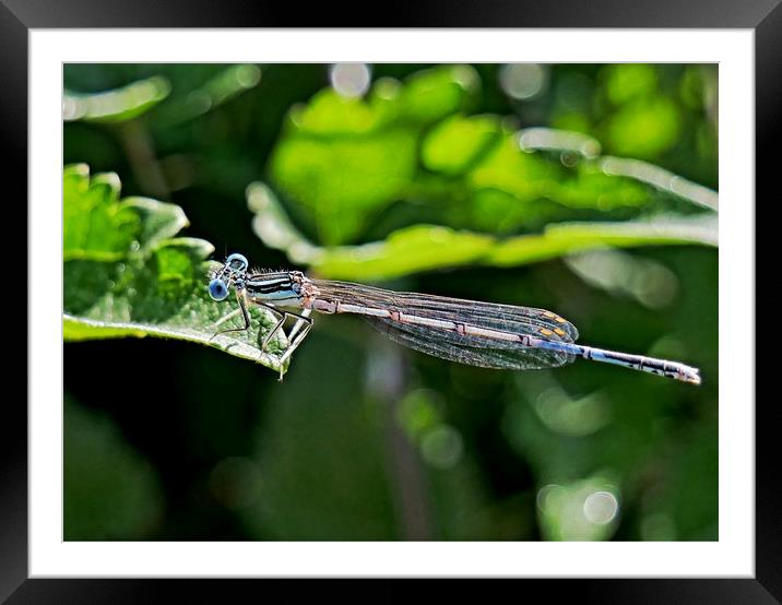 Blue Damselfly Framed Mounted Print by Martin Smith
