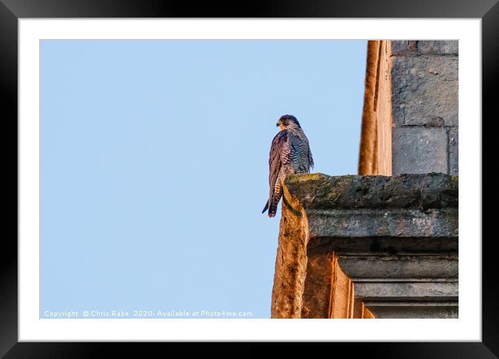 Peregrine perched on the side of a church tower Framed Mounted Print by Chris Rabe