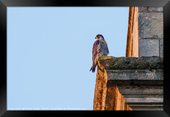 Peregrine perched on the side of a church tower Framed Print by Chris Rabe