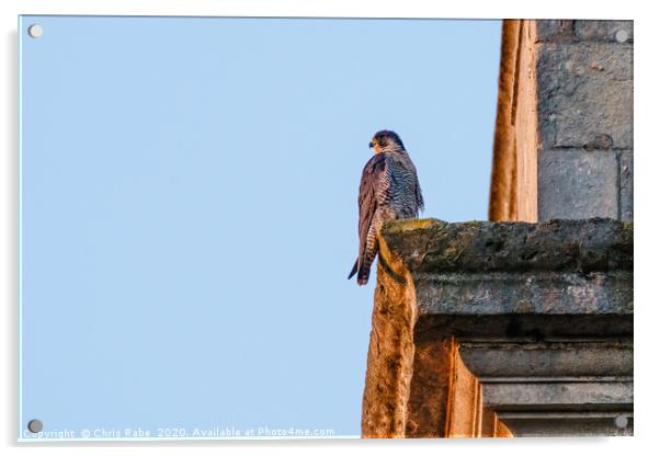 Peregrine perched on the side of a church tower Acrylic by Chris Rabe