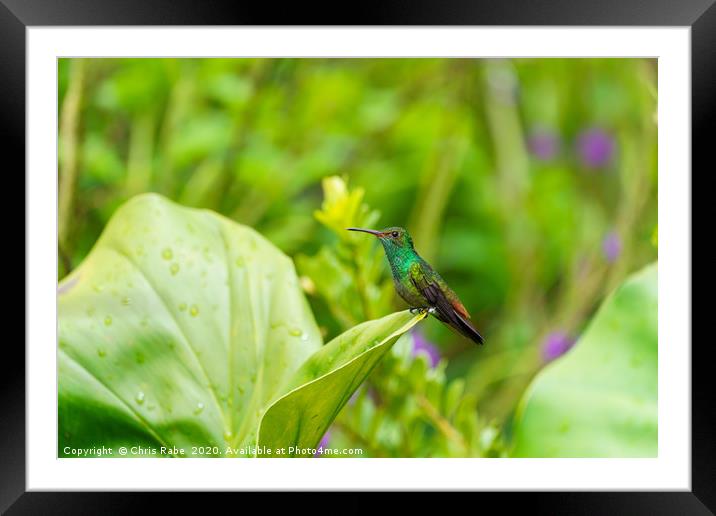 Rufous-Tailed Hummingbird on leaf edge Framed Mounted Print by Chris Rabe