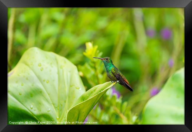 Rufous-Tailed Hummingbird on leaf edge Framed Print by Chris Rabe