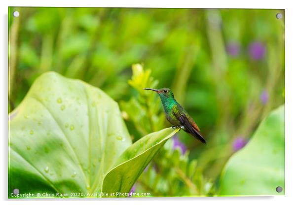 Rufous-Tailed Hummingbird on leaf edge Acrylic by Chris Rabe