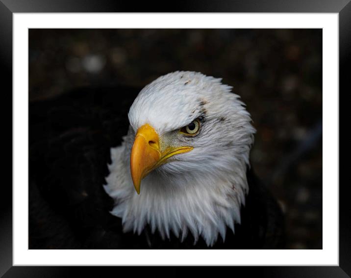 Portrait of a Bald Eagle Framed Mounted Print by Emma Dickson