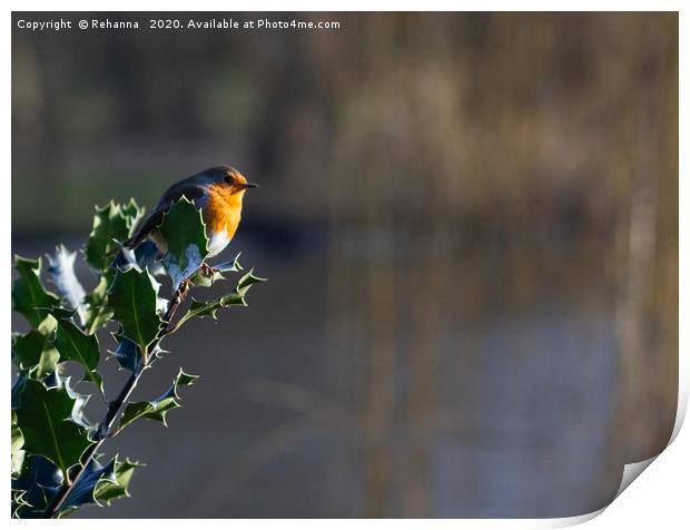 Robin nestled in holly Print by Rehanna Neky