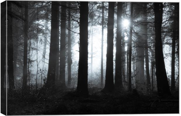 Mysterious forest Canvas Print by David Wall