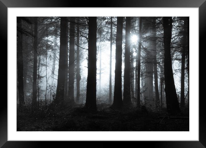 Mysterious forest Framed Mounted Print by David Wall