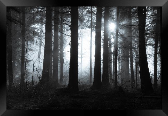 Mysterious forest Framed Print by David Wall