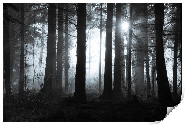 Mysterious forest Print by David Wall