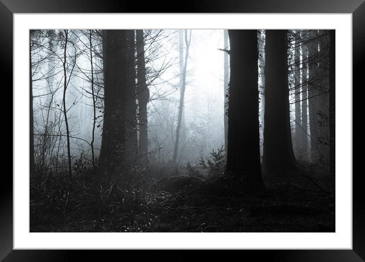 Edge of the forest Framed Mounted Print by David Wall