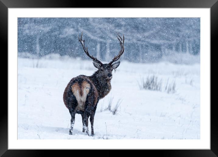 From Scotland with love - Scottish red deer in bli Framed Mounted Print by Beata Aldridge