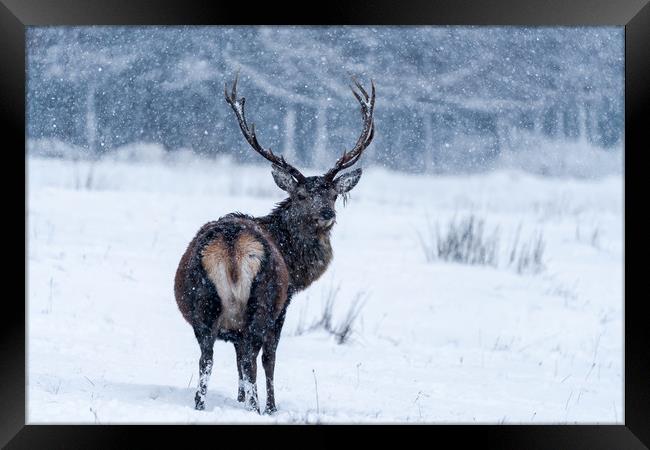 From Scotland with love - Scottish red deer in bli Framed Print by Beata Aldridge