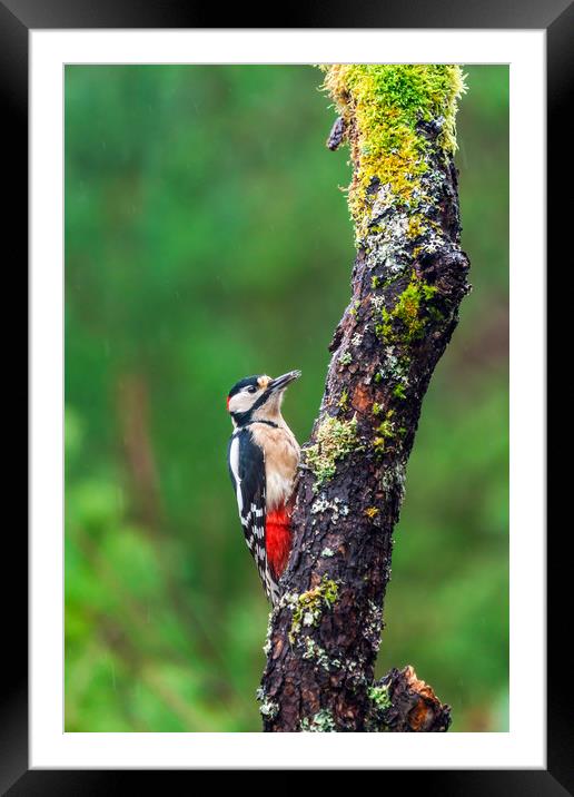 Great spotted woodpecker (Dendrocopos major Framed Mounted Print by Beata Aldridge